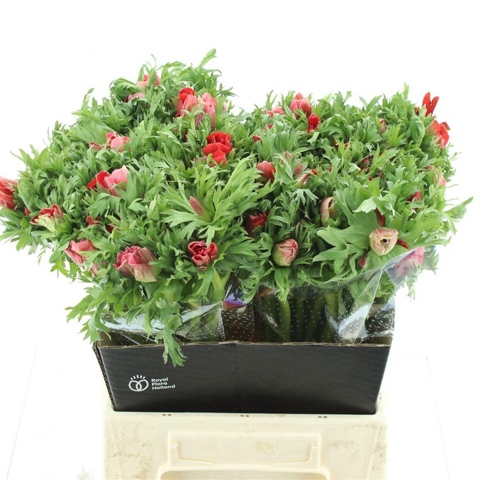 <h4>Anem Mistral Red Extra</h4>