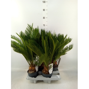 Cycas revoluta