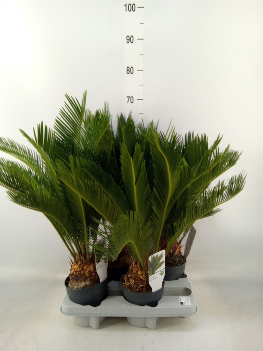<h4>Cycas revoluta</h4>