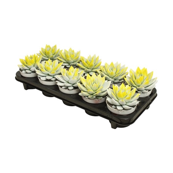 Echeveria bicoloured white/yelow