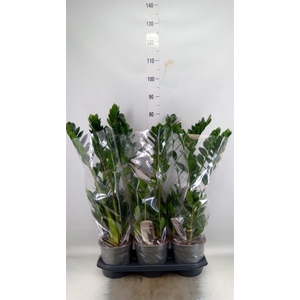 Zamioculcas zamiifolia