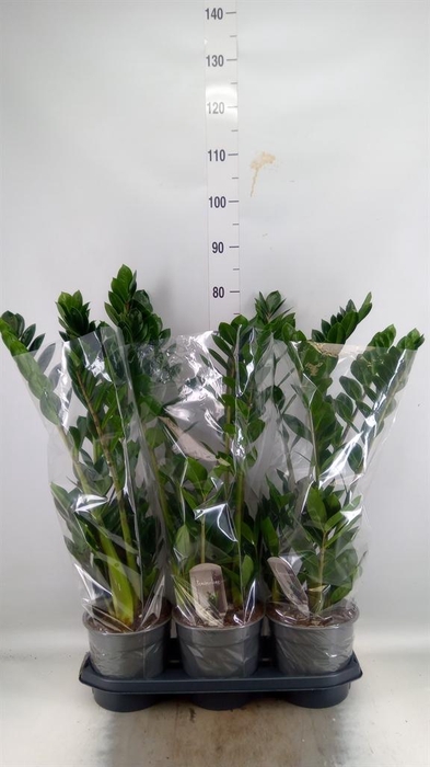 <h4>Zamioculcas zamiifolia</h4>