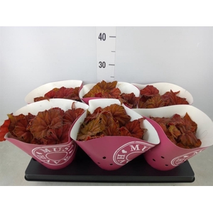 Begonia BD 'Beleaf Amber Love'