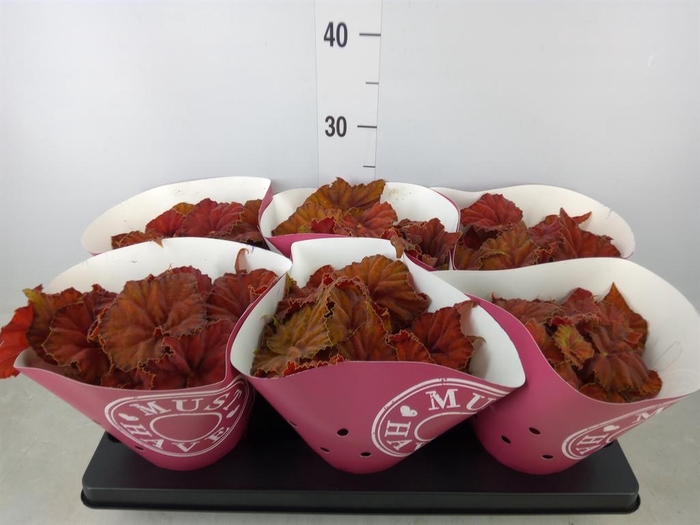 <h4>Begonia BD 'Beleaf Amber Love'</h4>