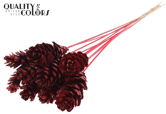 Strobus 10-15cm on stem Red