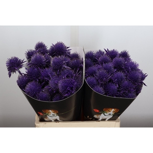 Snijgroen Eryn A Ov Klb H