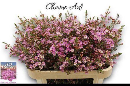 <h4>Chame Adi 70cm</h4>