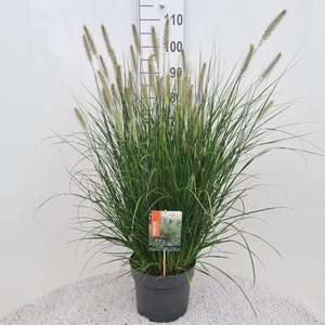 Pennisetum alopecuroides Hameln