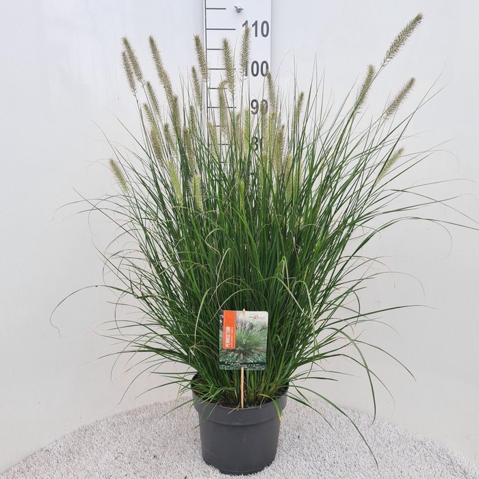 <h4>Pennisetum alopecuroides Hameln</h4>