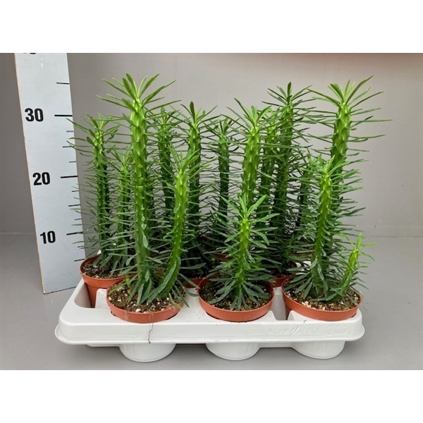 <h4>Euphorbia loricata</h4>