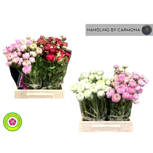 RANUNCULUS OV