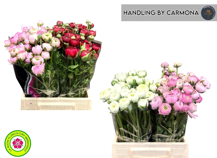 <h4>RANUNCULUS OV</h4>