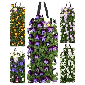 Viola corn. Wandhangers