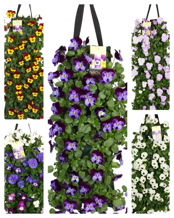 <h4>Viola corn. Wandhangers</h4>