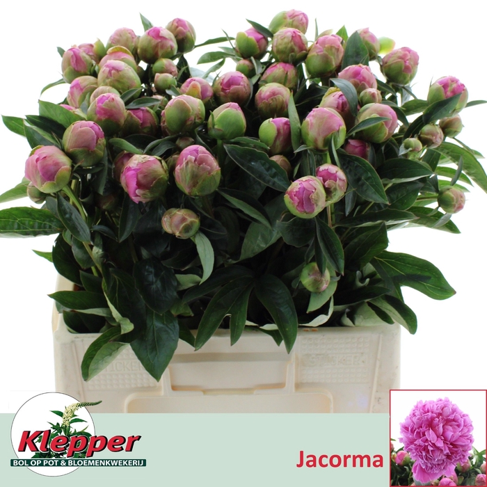 <h4>PAEO L JACORMA</h4>