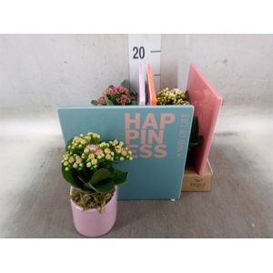 Arr.   Planten L%