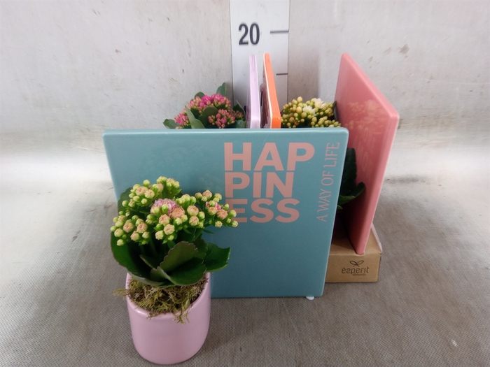 <h4>Arr.   Planten L%</h4>