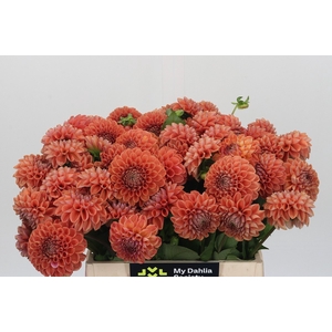 Dahlia Cornel Bronze