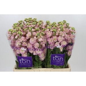 Matthiola incana StoX Champagne