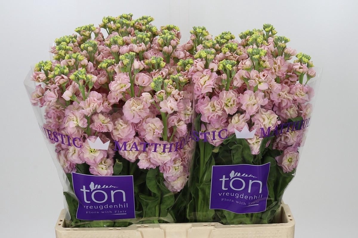 <h4>Matthiola incana StoX Champagne</h4>