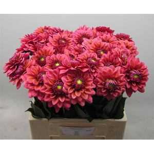 Dahlia Dec Sal Runner