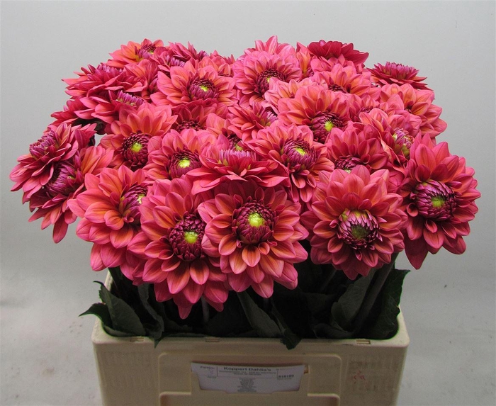 <h4>Dahlia Dec Sal Runner</h4>
