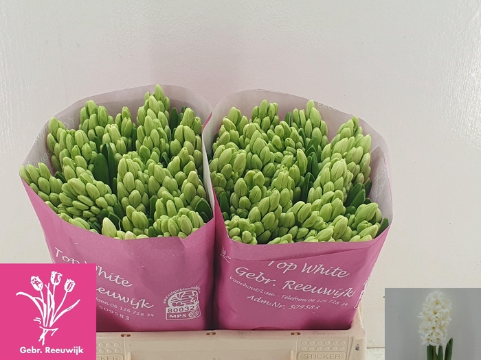 <h4>HYAC TOP WHITE</h4>