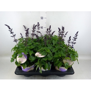 Salvia  'Salgoon Lake Blueberry'