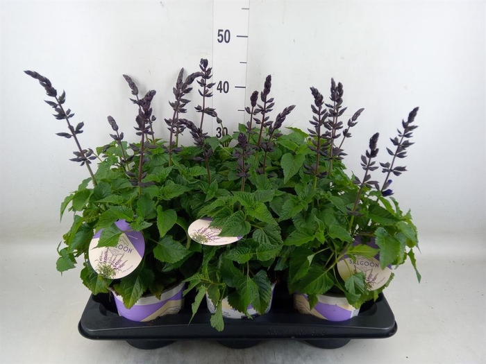 <h4>Salvia  'Salgoon Lake Blueberry'</h4>