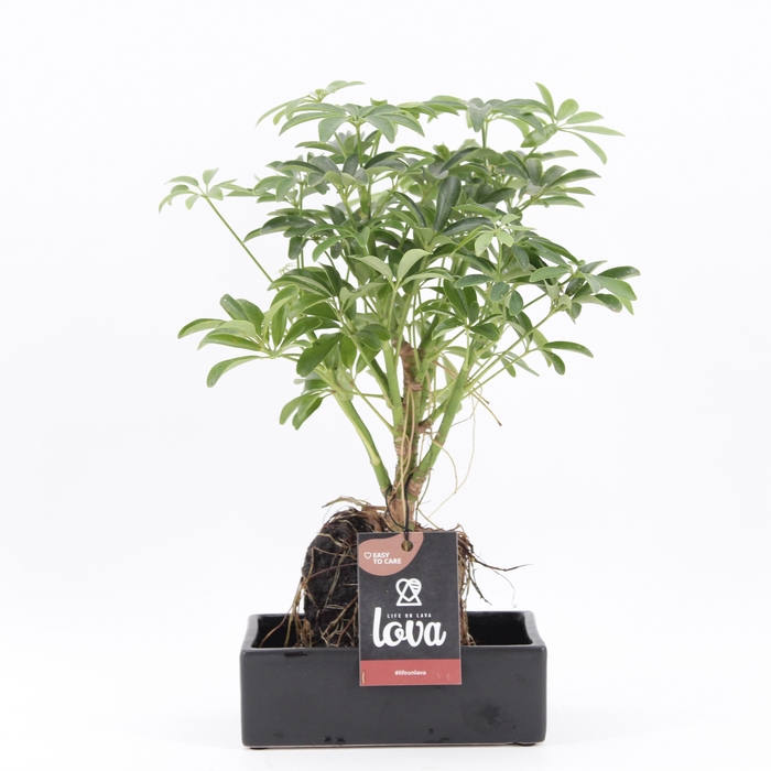 <h4>ARR KAMERPL GROEN H%</h4>