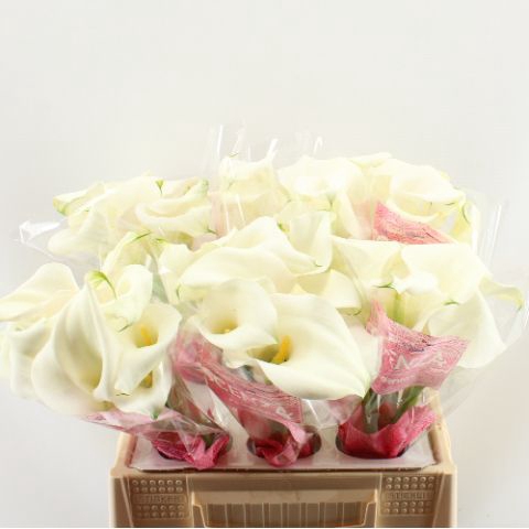 <h4>Calla Captain Ventura Scenza</h4>
