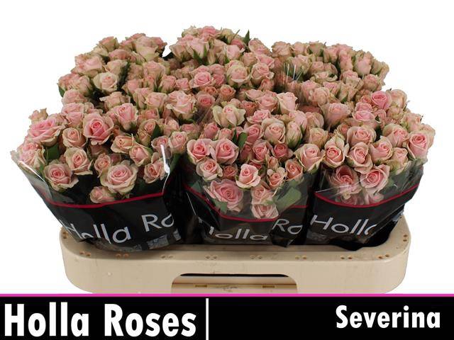 <h4>R TR SEVERINA</h4>