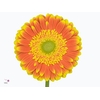 Gerbera Wannabe Diamond