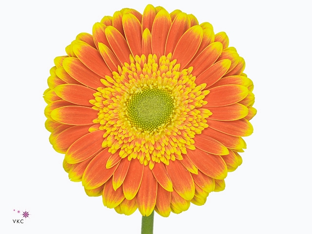 Gerbera Wannabe Aquabox