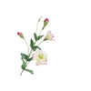 Lisianthus Pink Light