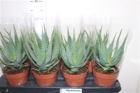 <h4>Aloe Arborescens</h4>
