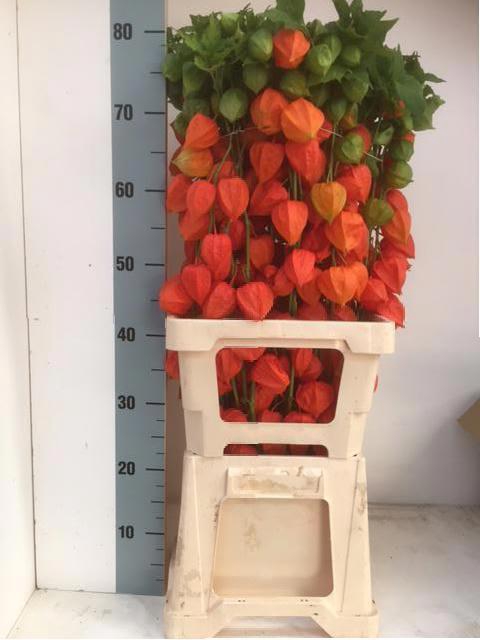 PHYSALIS LAMPION