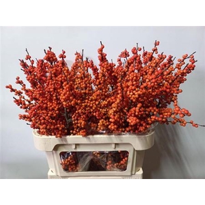 Ilex Ve Winter Gold 80cm