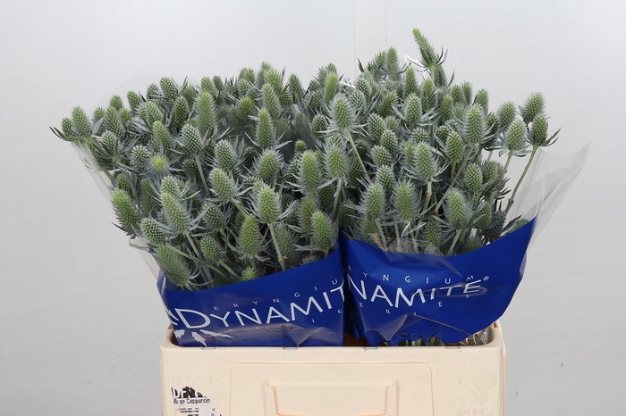 <h4>Eryngium Electric Dynamite</h4>