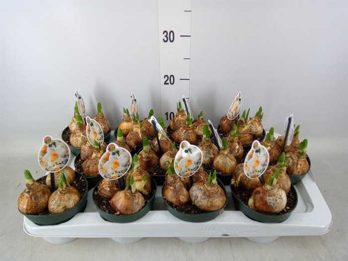 <h4>Narcissus   ...</h4>