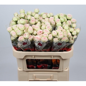ROSA SWEET GELATO (T)