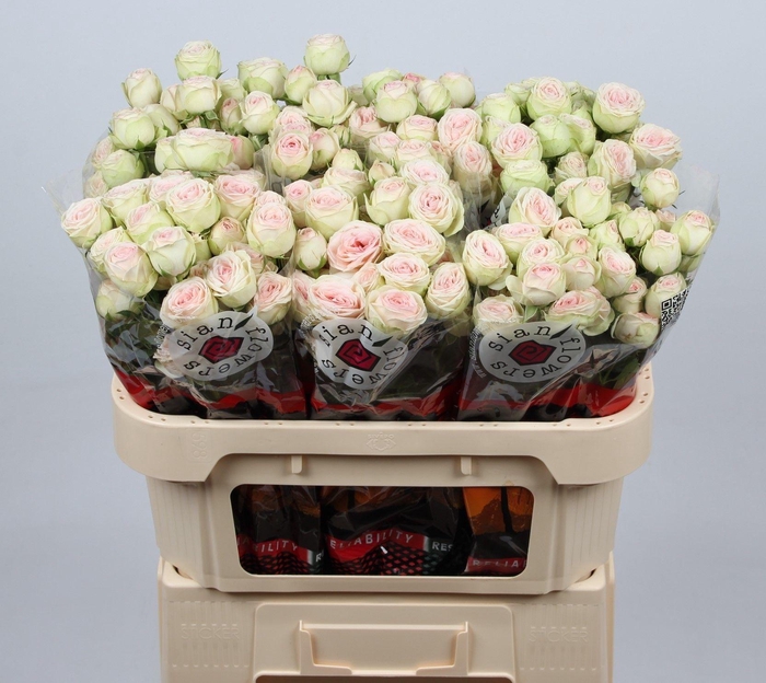 <h4>ROSA SWEET GELATO (T)</h4>