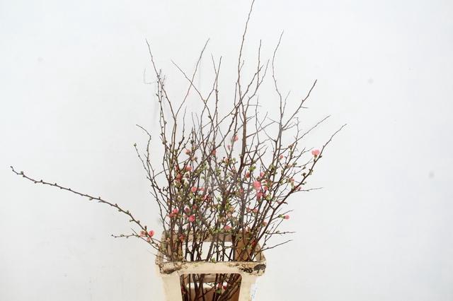 <h4>CHAENOMELES JAPONICA ROZE 065CM</h4>