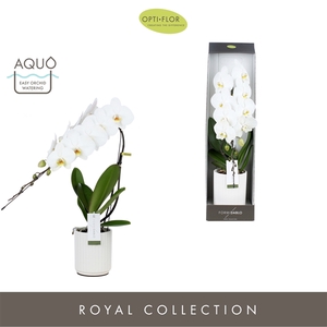 Formidablo 12cm Niagara Falls in Molise White Aquo Showdoos