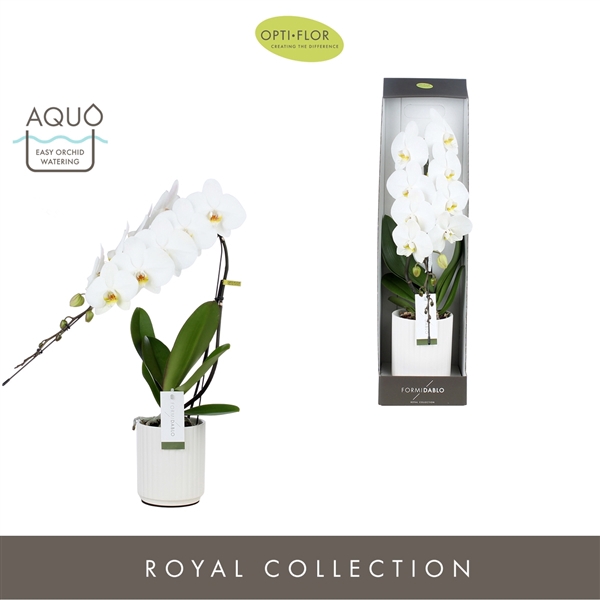 <h4>Formidablo 12cm Niagara Falls in Molise White Aquo Showdoos</h4>