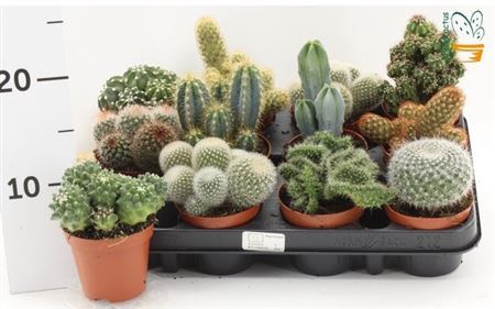 Cactus Gem