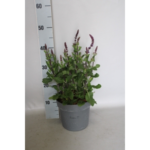 vaste planten 19 cm  Salvia nem Caradonna Compact