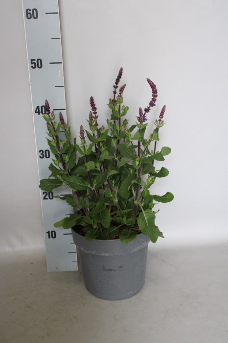 <h4>vaste planten 19 cm  Salvia nem Caradonna Compact</h4>
