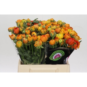 Ranunculus Elegance Orange