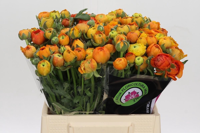 <h4>Ranunculus Elegance Orange</h4>
